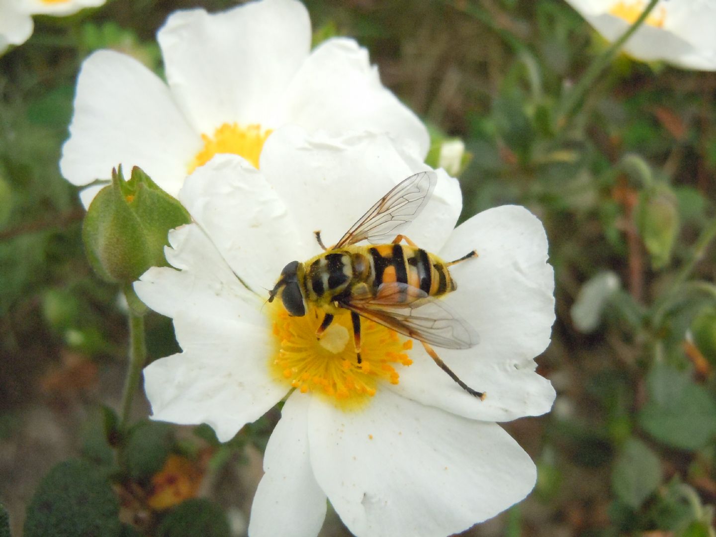 Myathropa florea